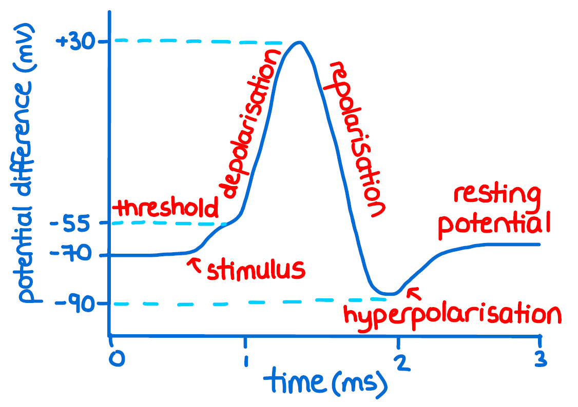 Action Potential