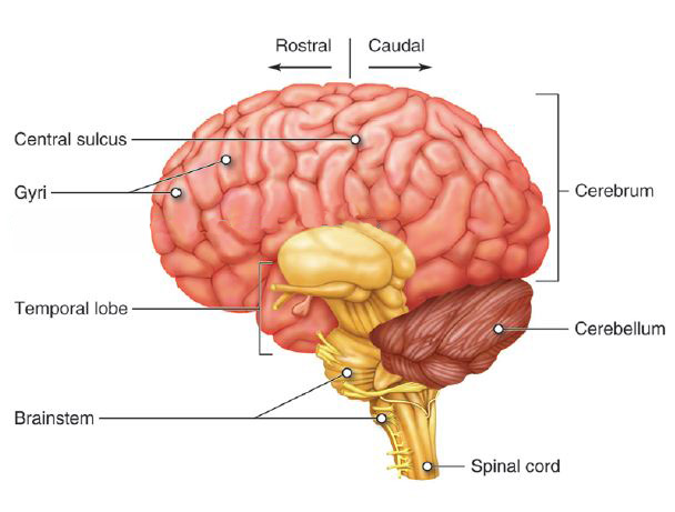 Brain Structure