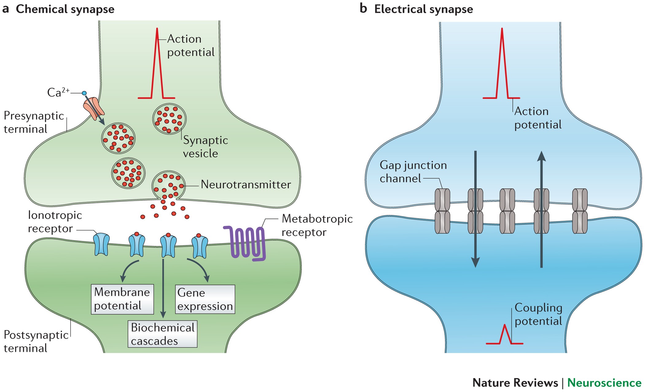 Chemical and Electrical Synapse