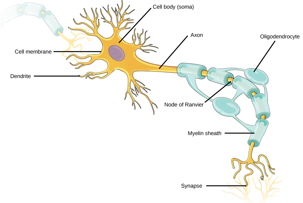 Neuron Structure