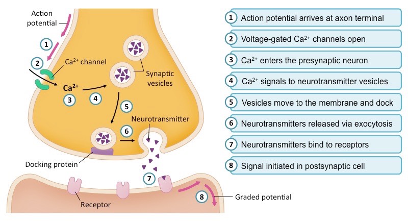 Chemical Synapse Mechanism