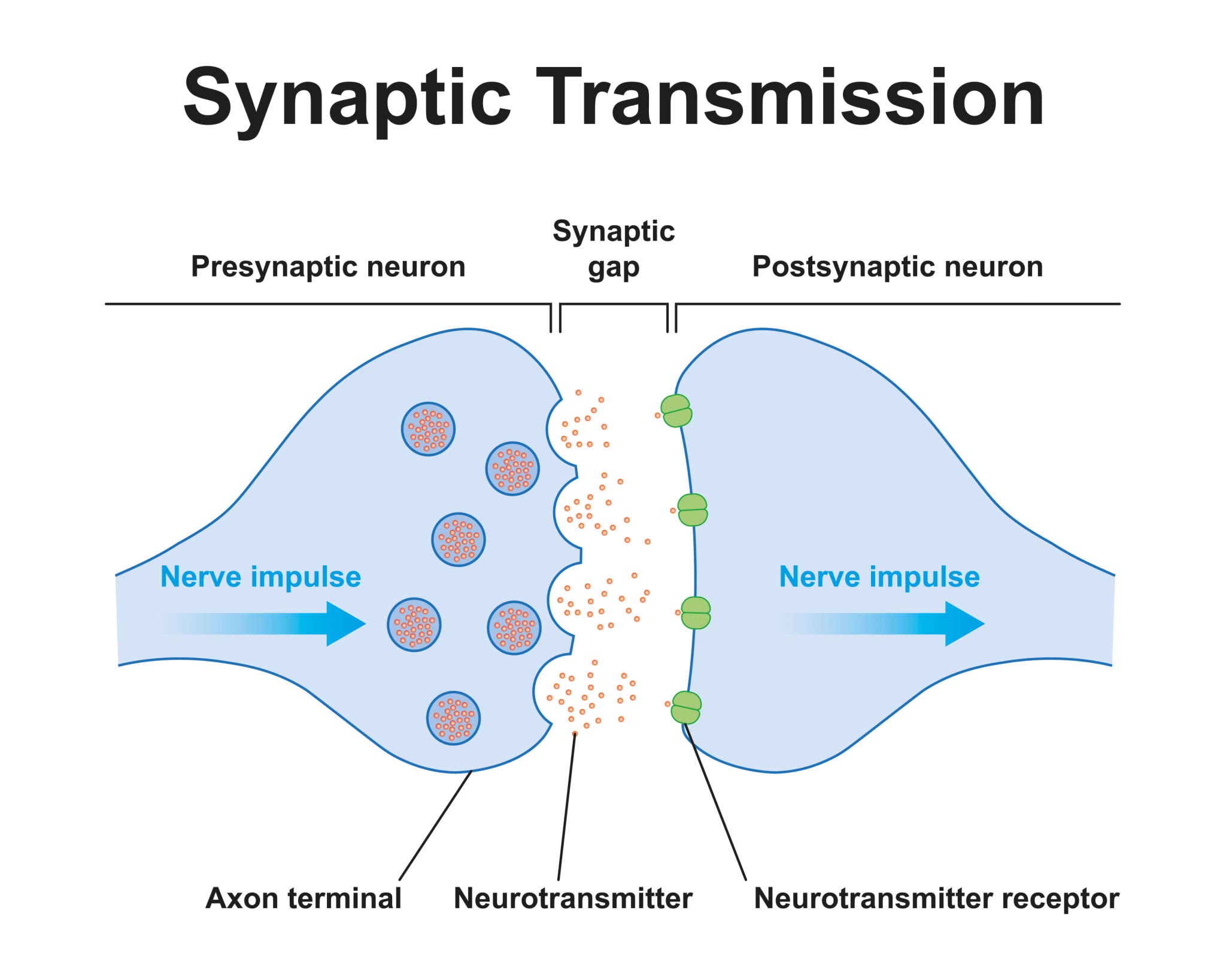 Chemical Synapse Mechanism